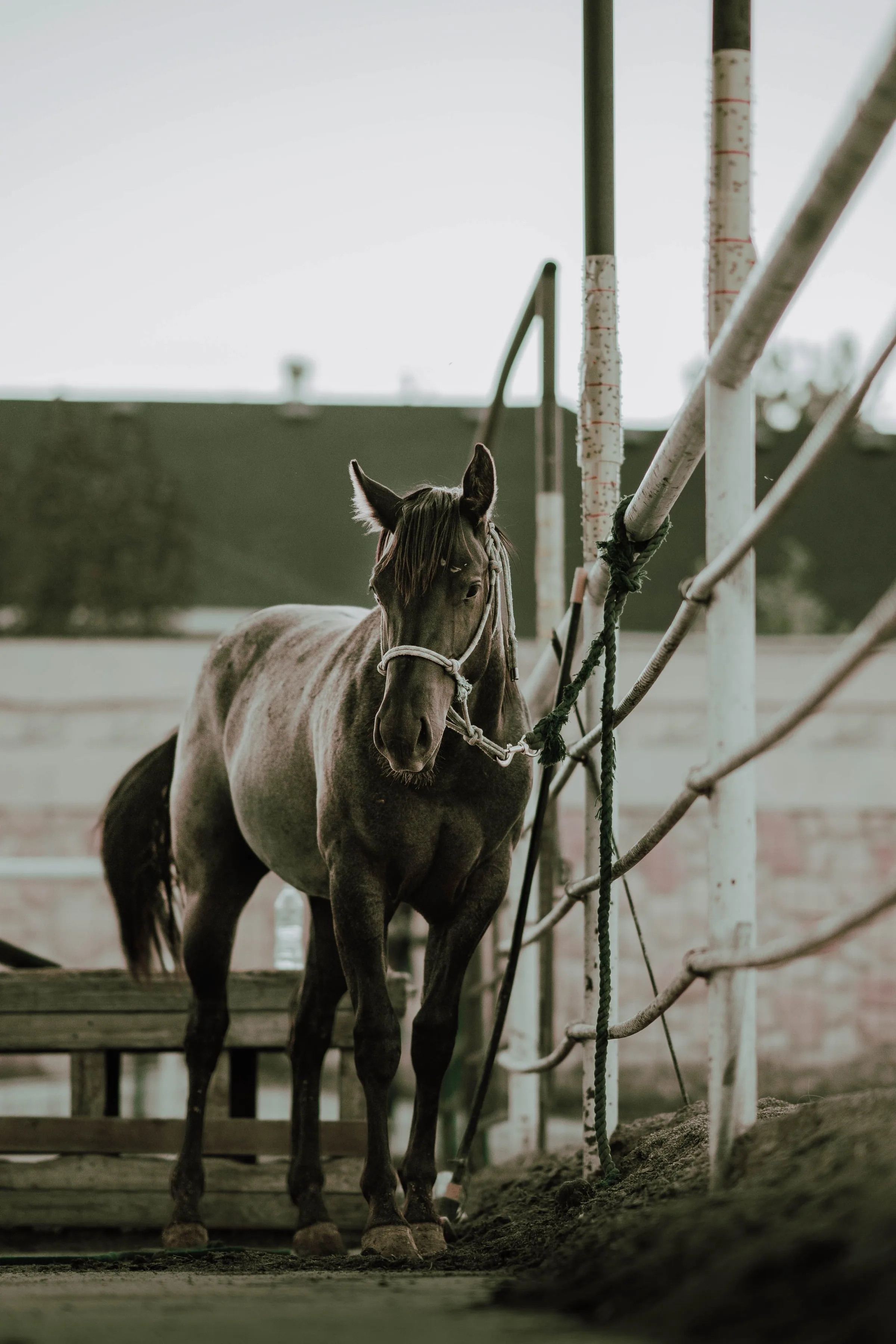 Horse Back Riding